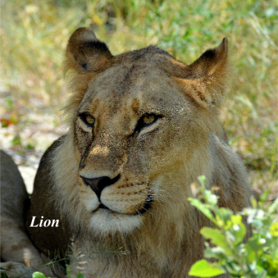 Lion